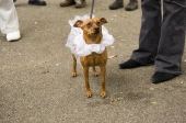 Tutudog
