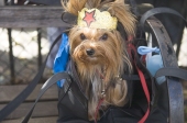 Wonderdog3