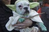 Yodadog