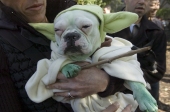 Yodadog2