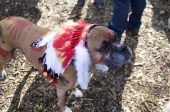 Indiandog