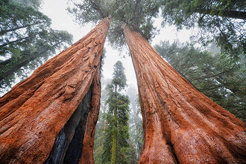 po_Sequoia-National-Park2