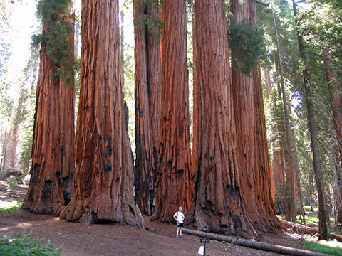 po_Sequoia-National-Park4