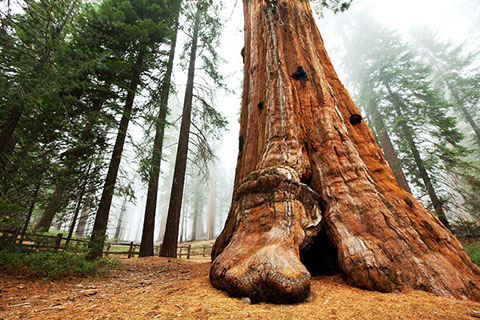 po_Sequoia-National-Park5